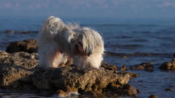 Shih Tzu Hund Läuft Auf Steinen Ufer Des Sees — Stockvideo