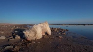 Shih tzu köpeği gün batımında göl kıyısında yürüyor.