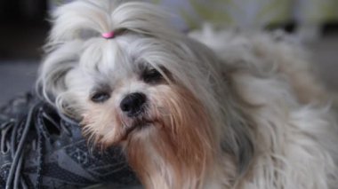 Shih tzu köpeği uyuyor ve spor ayakkabılarıyla esniyor.