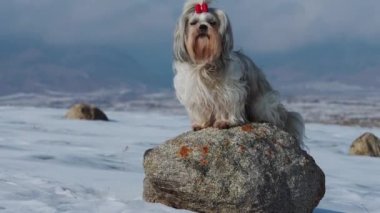 Shih tzu köpeği kışın arka planda, dağlarda oturuyor.