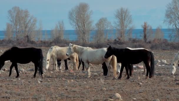 Выпас Лошадей Зимний Сезон Киргизия Иссык Куль — стоковое видео