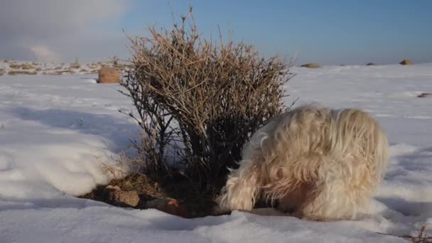 Shih Tzu Hund Geht Auf Winterlicher Landschaft Spazieren — Stockvideo
