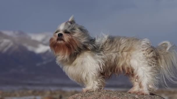 Shih Tzu Hund Steht Auf Stein Bei Kaltem Starkem Wind — Stockvideo