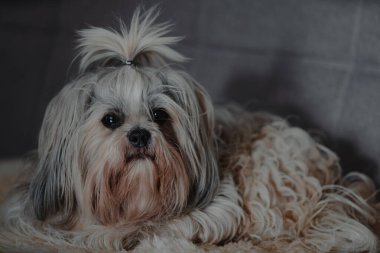 Shih tzu köpeği kanepede yatıyor.
