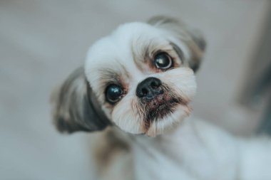 Shih tzu köpeği sahibine yiyecek bir şeyler soruyor.