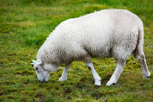 Ovelhas Comendo Grama Prado Verde — Fotografia de Stock