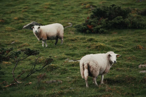Вівця Зеленому Пасовищі — стокове фото