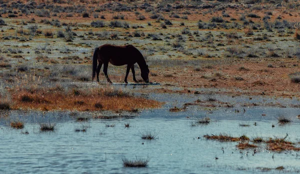 水と草原で馬草 — ストック写真