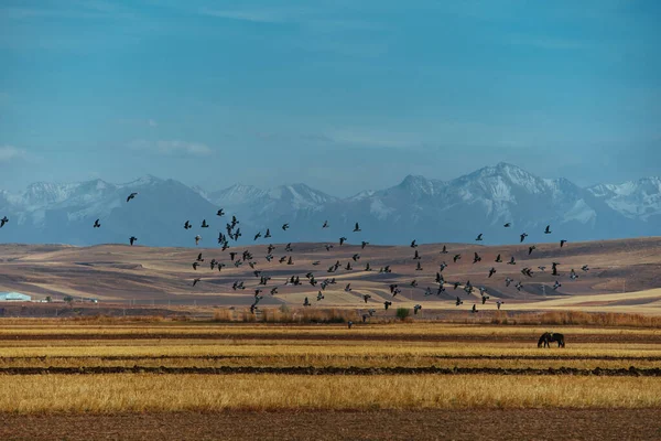 Bellissimo Paesaggio Rurale Con Uccelli Che Sorvolano Pascolo Montagna Kirghizistan — Foto Stock