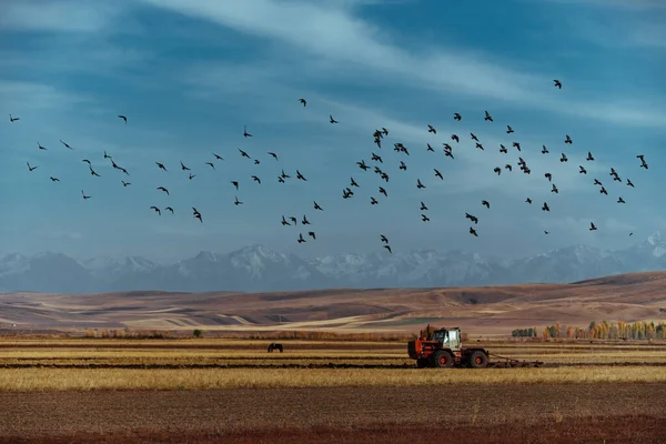Тракторное Поле Осенью — стоковое фото