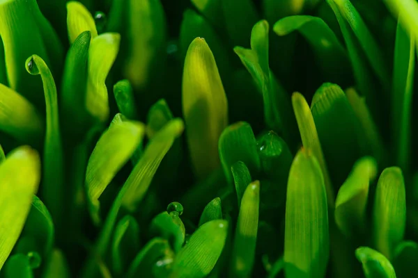 濡れている緑の草のクローズ アップ ビュー — ストック写真