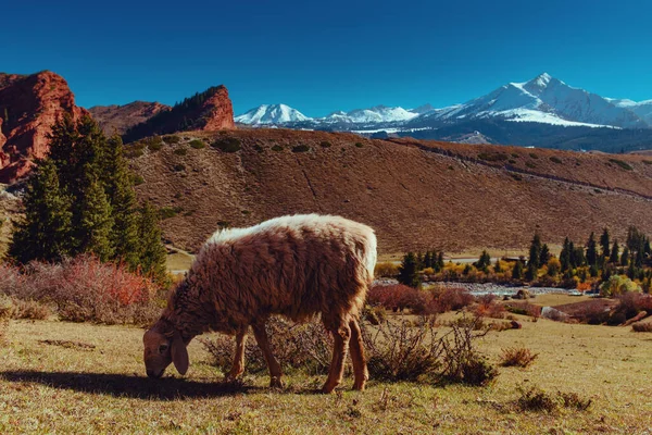 Овцы Едят Траву Горах Кыргызстана — стоковое фото