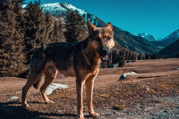 Dog Mountains Background — Stock Photo, Image