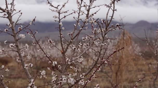 Flores Albaricoque Kirguistán Principios Primavera — Vídeo de stock