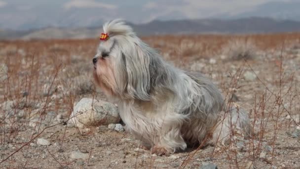 Shih Tzu Hond Bergen Achtergrond — Stockvideo