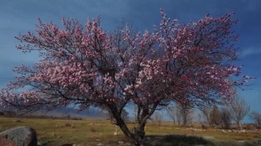 Dağlarda açan büyük bir kayısı ağacı, Kırgızistan