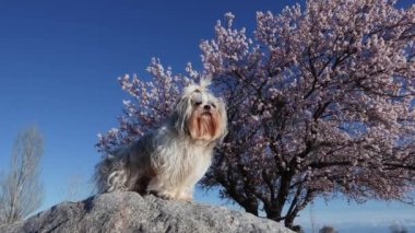 Shih tzu köpeği kayaların üzerinde oturuyor kayısı ağacı arka planında, yavaş çekim