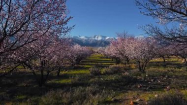 Dağlarda kayısı ağaçları olan bahar manzarası, Kırgızistan