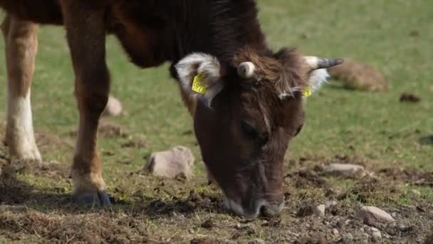 Vaca Pastando Primavera Vista Cerca — Vídeo de stock