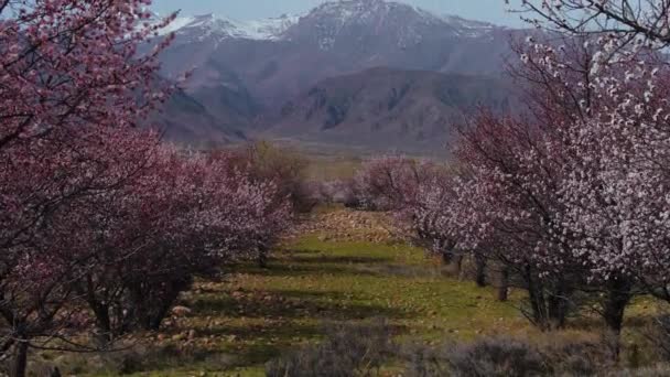 Frühlingslandschaft Mit Marillenbäumen Auf Bergkulisse Kirgisistan — Stockvideo