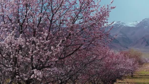 Jarní Panorama Meruňky Horském Pozadí Kyrgyzstán — Stock video