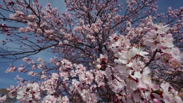 広い視野に咲くアプリコットの木 キルギス — ストック動画