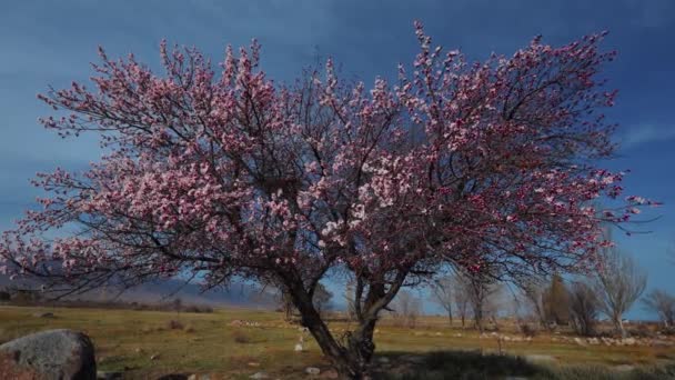 吉尔吉斯斯坦的一个巨大的杏树在高山背景下盛开 — 图库视频影像