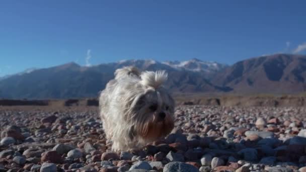 Shih Tzu Perro Caminando Sobre Montañas Fondo Cámara Lenta — Vídeos de Stock
