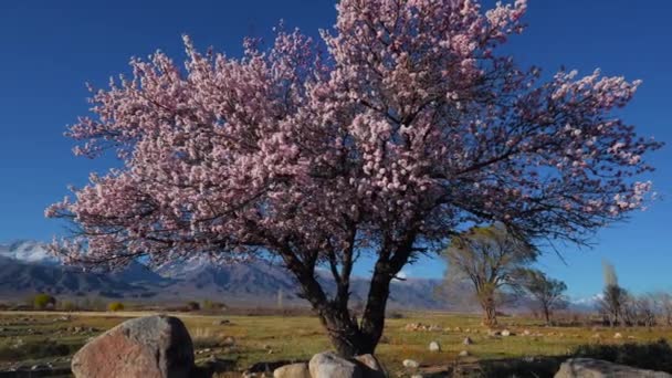 Stor Aprikos Träd Blommar Berg Bakgrund Kirgizistan — Stockvideo