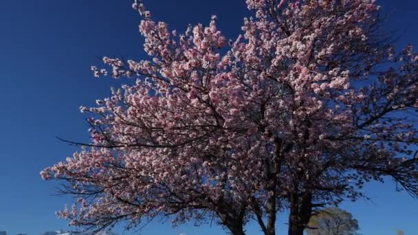 Marillenbaum Blüht Hintergrund Der Berge Kirgisistan — Stockvideo