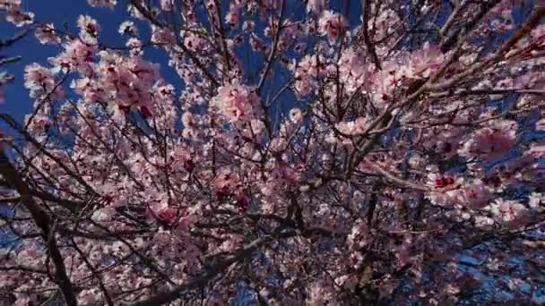 広い視野に咲くアプリコットの木 キルギス — ストック動画