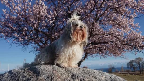 石子狗坐在石上 开着杏树做背景 动作缓慢 — 图库视频影像