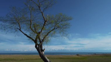 Ağaç ve gölle bahar manzarası, Kırgızistan, Issyk-Kul