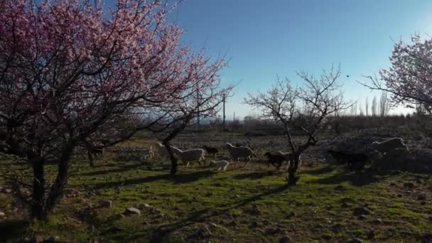 Paisaje Primaveral Con Albaricoques Rebaño Ovejas Corriendo Kirguistán Cámara Lenta — Vídeo de stock