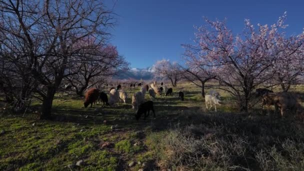山の背景にアプリコットの木や羊の群れと春の風景 キルギス スローモーション — ストック動画