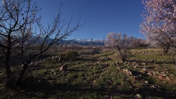 Frühlingslandschaft Mit Marillenbäumen Auf Bergkulisse Kirgisistan — Stockvideo