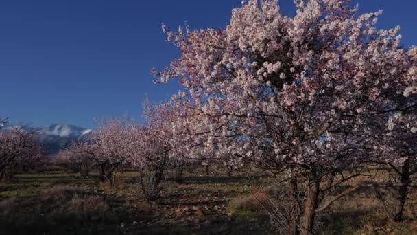 Paysage Printanier Avec Abricots Sur Fond Montagnes Kirghizistan — Video