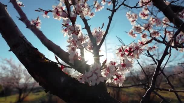 Apricot Árvore Florescendo Close Vista Ensolarada — Vídeo de Stock