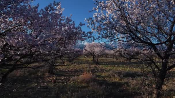 Paisaje Primaveral Con Albaricoques Sobre Fondo Montañoso Kirguistán — Vídeo de stock