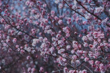 Çiçek açan bir kayısı ağacı. Yakın plan.