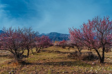 Dağlarda kayısı ağaçları olan bahar manzarası, Kırgızistan