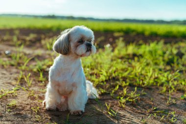 Yazın çayırda Shih tzu köpeği