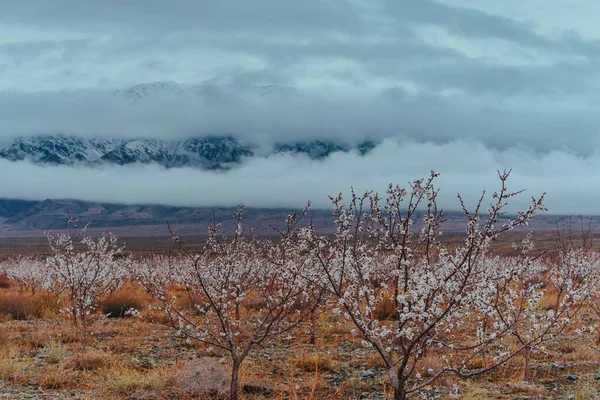 Frühlingslandschaft Mit Marillenbäumen Auf Bergkulisse Kirgisistan — Stockfoto