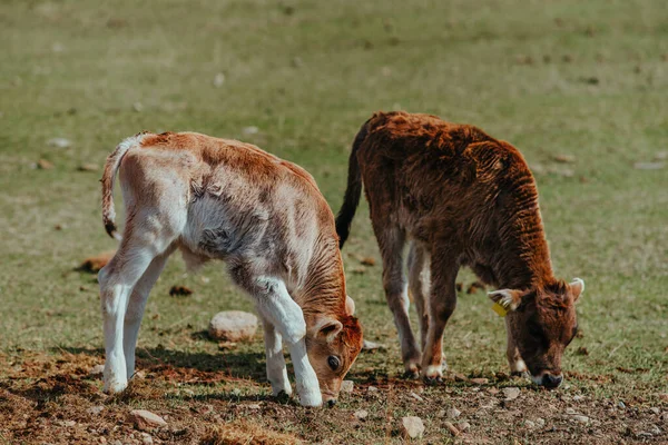 Two Calves Spring Meadow — Stock Photo, Image