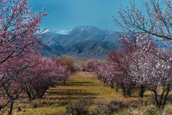 Paesaggio Primaverile Con Albicocche Sullo Sfondo Delle Montagne Kirghizistan — Foto Stock