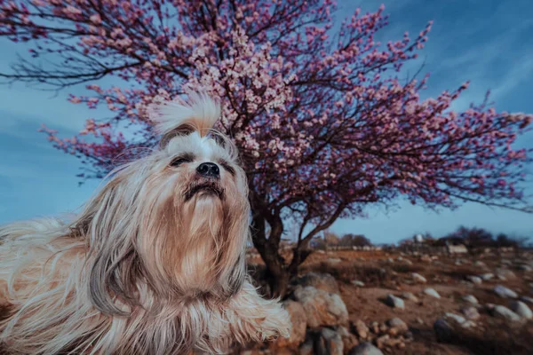 Shih Tzu Σκυλί Φόντο Ανθισμένη Βερίκοκα — Φωτογραφία Αρχείου