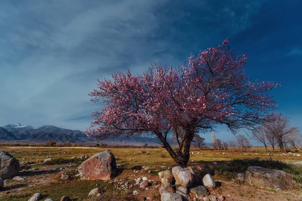 Paesaggio Primaverile Con Albicocca Vista Ampio Angolo Kirghizistan — Foto Stock