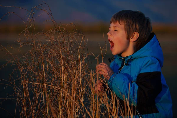 Chłopiec Próbuje Ugryźć Trawę Polu — Zdjęcie stockowe