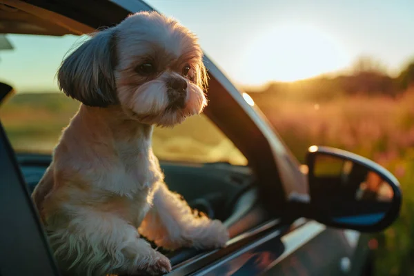 Цзы Собака Смотрит Окна Машины Закат — стоковое фото