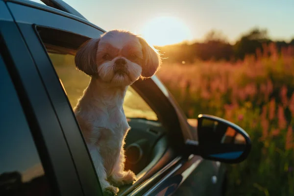 シーズー犬が車の窓から夕日の光を見て — ストック写真